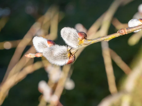 Pussy Willows Bloom Spring — 图库照片