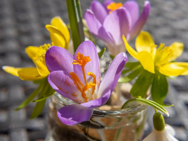 Kolorowy Bukiet Kwiatów Ogrodu Wiosną — Zdjęcie stockowe