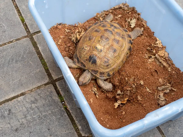 Greek Tortoise Box Hibernation — Stock Photo, Image
