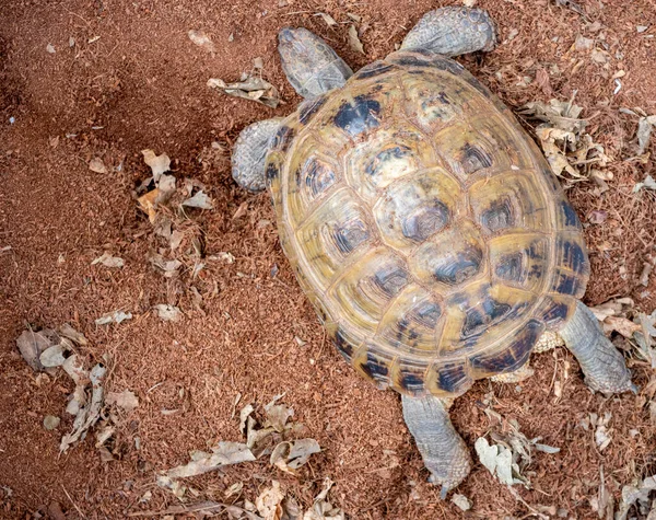 Greek Tortoise Lies Peat — Stock Photo, Image