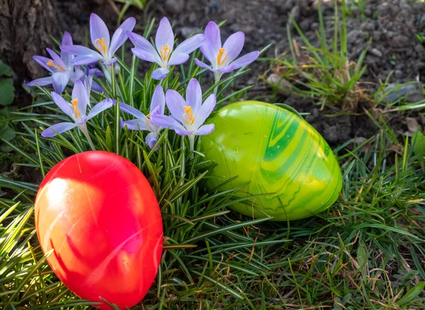Крокусы Пасхальными Яйцами Весной — стоковое фото