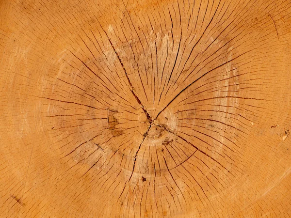 Querschnitt Der Baumringe Eines Baumes — Stockfoto