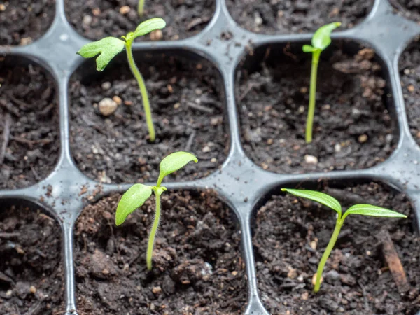 Plantas Jóvenes Cultivo Primavera — Foto de Stock