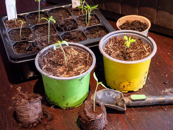 Las Plantas Jóvenes Replantan Primavera — Foto de Stock