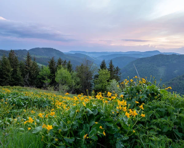 Vilda Örter Blommar Schwarzwald Våren — Stockfoto