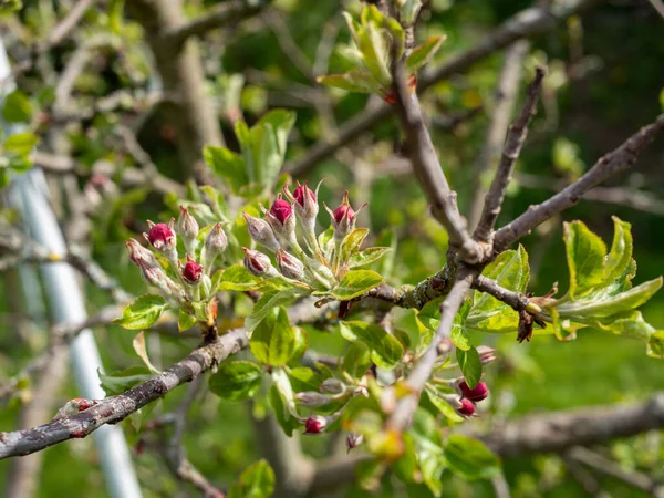 Bloesems Van Een Fruitboom Voorjaar — Stockfoto