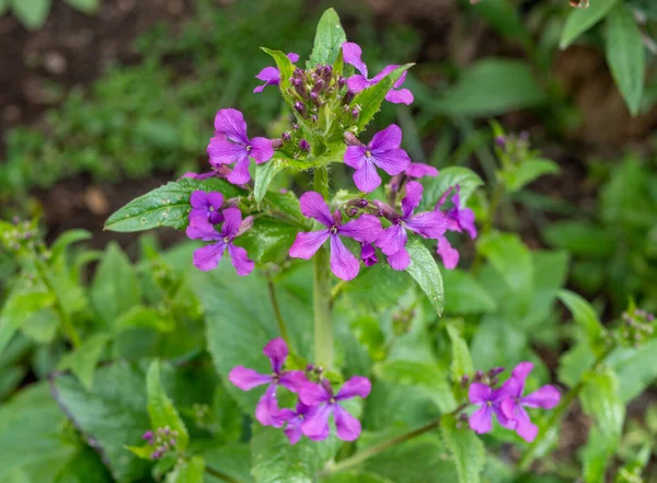 Annual Silver Leaf Blooms Spring — Photo