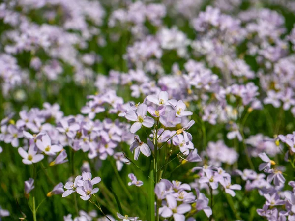 White Flowering Bittercress Spring — Fotografia de Stock