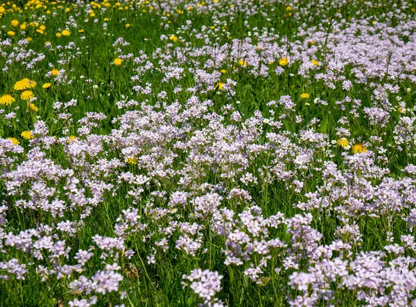 Meadow Full Bittercress Dandelions Spring — Stok fotoğraf