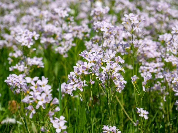 Wiese Voller Bitterkresse Frühling — Stockfoto