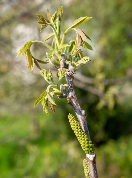 Leaves Blossom Walnut Tree Spring — Stock Photo, Image