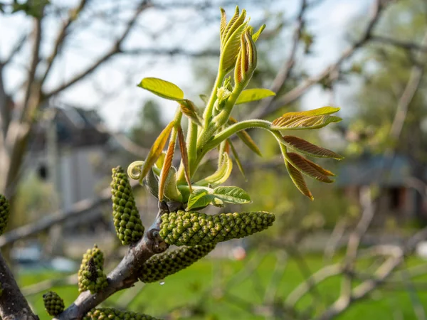 Walnut Tree Blossom Spring — Stock Photo, Image