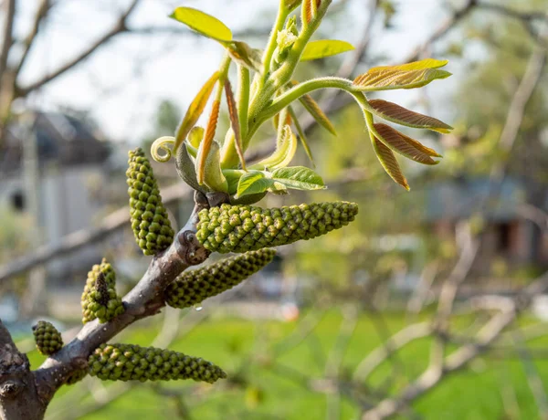 Leaves Blossom Walnut Tree Spring — Stock Photo, Image