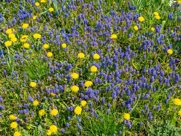 Dandelions Grape Hyacinths Meadow —  Fotos de Stock