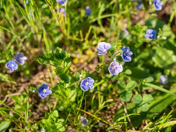 Germander Speedwell Veronica Chamaedrys Blommar Våren — Stockfoto