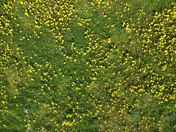 Dandelion Meadow Air — Stok fotoğraf