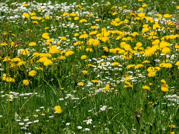 Spring Meadow Dandelions Daisies — 스톡 사진