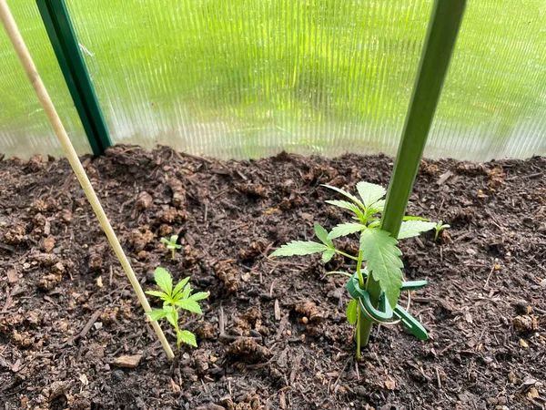 Cannabis Plants Greenhouse — Foto de Stock