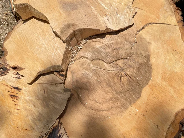 Querschnitt Durch Einen Baumstamm — Stockfoto