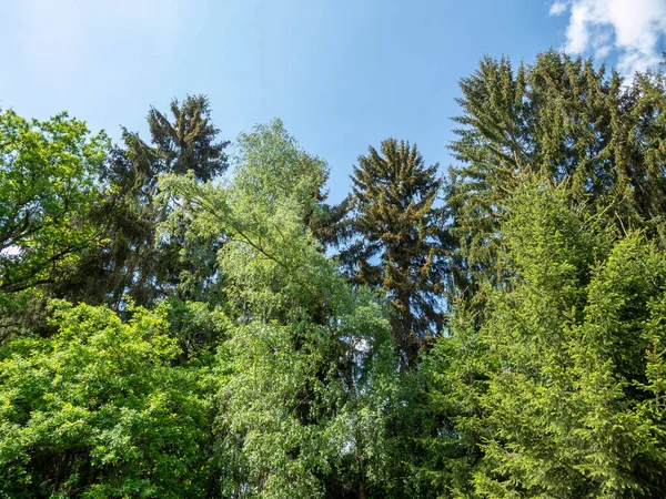 Mavi Arka Planlı Karışık Bir Orman — Stok fotoğraf