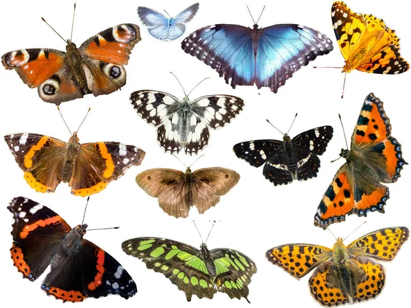 Wiele Gatunków Motyli Izolowanych Białym Tle — Zdjęcie stockowe