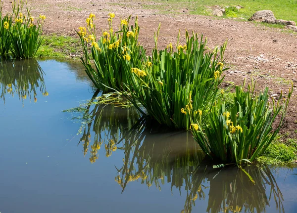 Sumpfiris Iris Pseudacorus Teich — Stockfoto