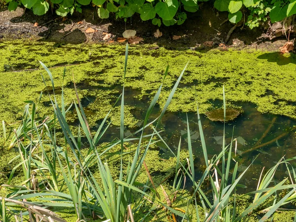 Naturteich Sommer Voller Algen — Stockfoto