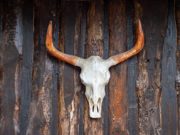 木制壁上的牛头 — 图库照片