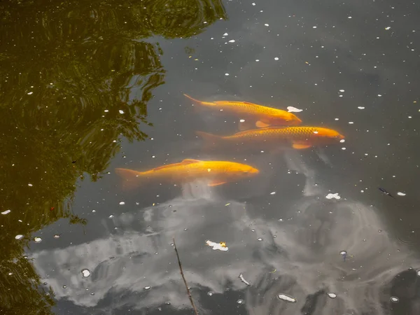 池の中の大きな金魚 — ストック写真