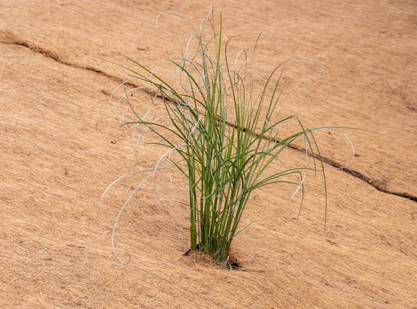 Wietvliegen Liggen Tuin Een Dijk — Stockfoto