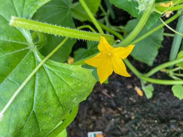 Gelbe Blume Einer Gurkenpflanze — Stockfoto