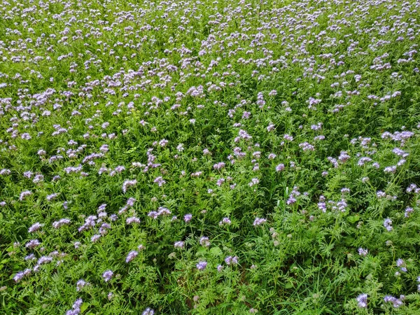 Bienenweidenbüschelblume Blüht Frühlingsfeld — Stockfoto