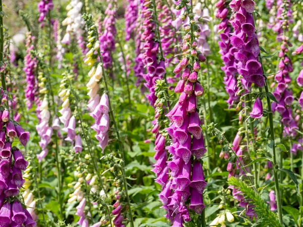 Foxglove Flores Floresta Verão — Fotografia de Stock