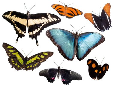 various tropical butterflies isolated on white background clipart
