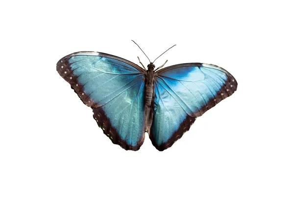 Blauwe Morpho Vlinder Geïsoleerd Witte Achtergrond — Stockfoto