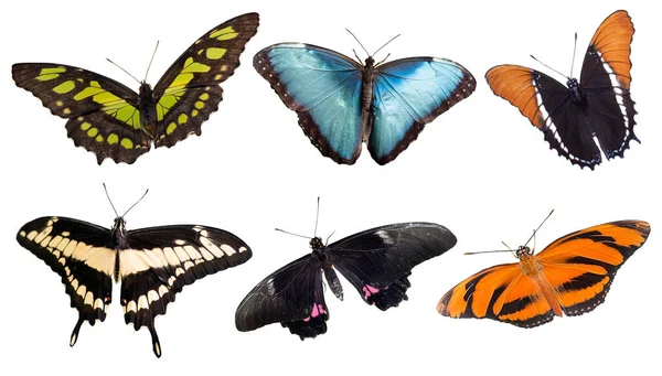 Panorama Tropiska Fjärilar Isolerade Vit Bakgrund — Stockfoto