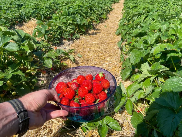 Bowl of strawberries in a strawberry field