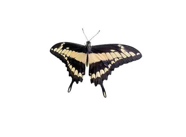 King Swallowtail Fjäril Isolerad Vit Bakgrund — Stockfoto