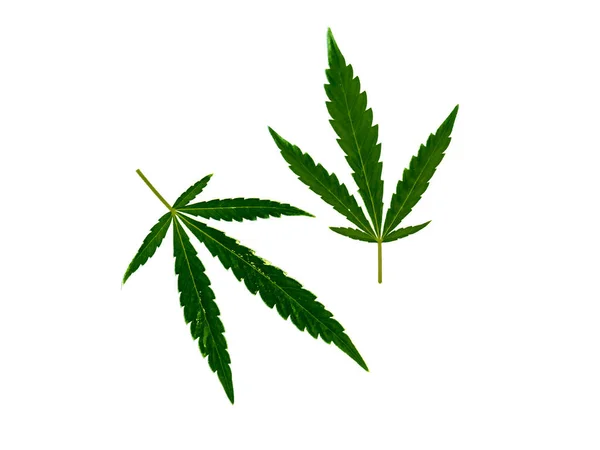 白い背景に隔離された大麻の葉 — ストック写真