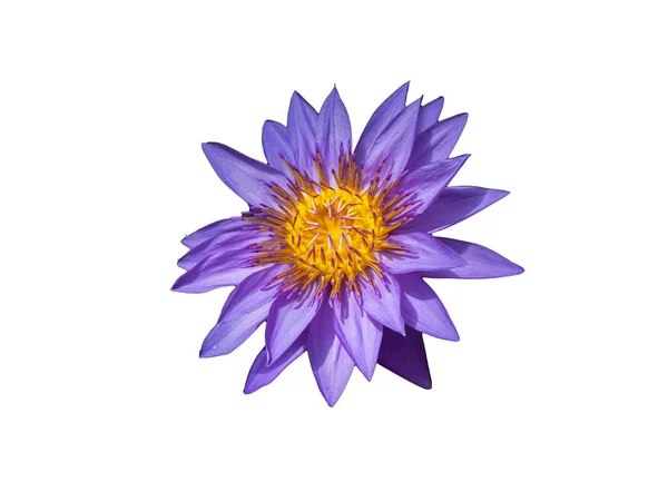 白い背景に分離された紫の睡蓮 — ストック写真