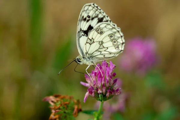 Melanargia Galathea Szachownica Motyl Kwiat — Zdjęcie stockowe