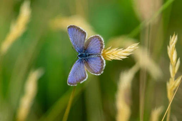 Niebieski Motyl Liściu Ogrodzie — Zdjęcie stockowe