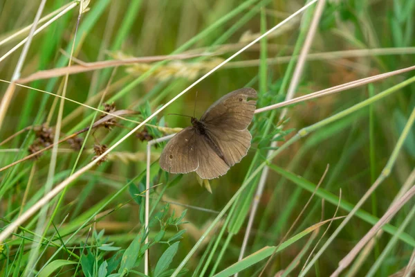 Duży Wół Oko Motyl Łące — Zdjęcie stockowe