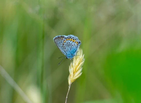 Goździkowate Motyle Odizolowane Łące — Zdjęcie stockowe