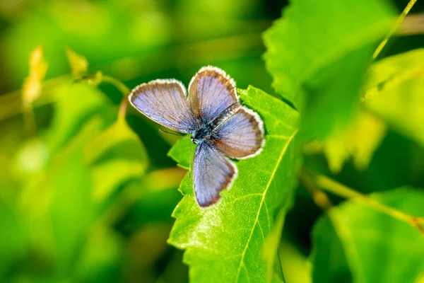 Goździkowate Motyle Odizolowane Ogrodzie — Zdjęcie stockowe