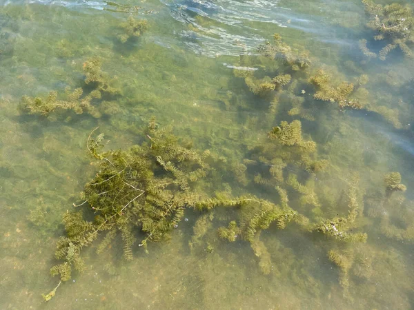 Grünalgen Wasser — Stockfoto