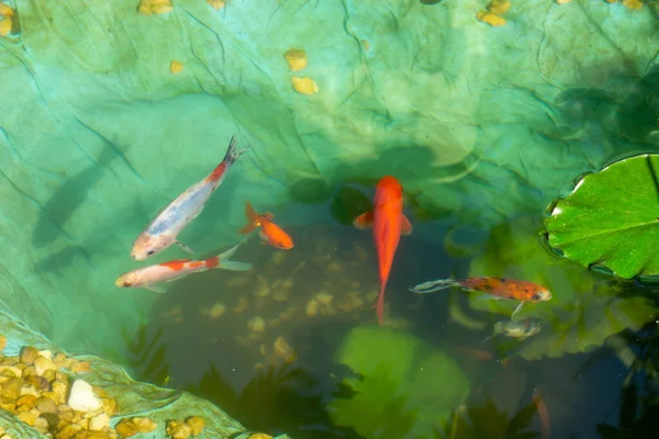 fish in the garden pond