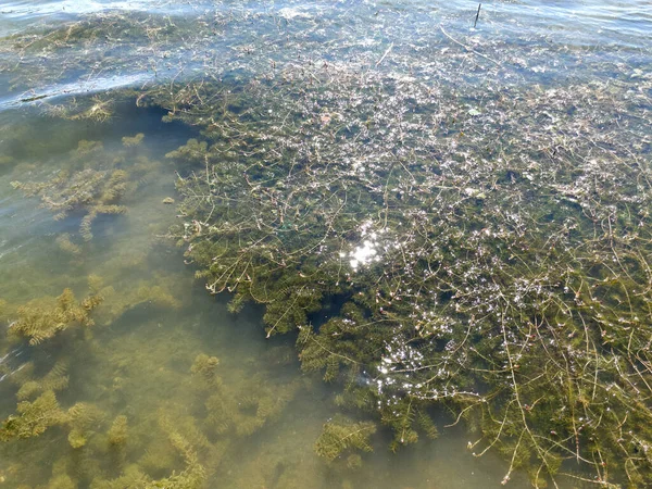Algen Wasser Einem Badesee — Stockfoto