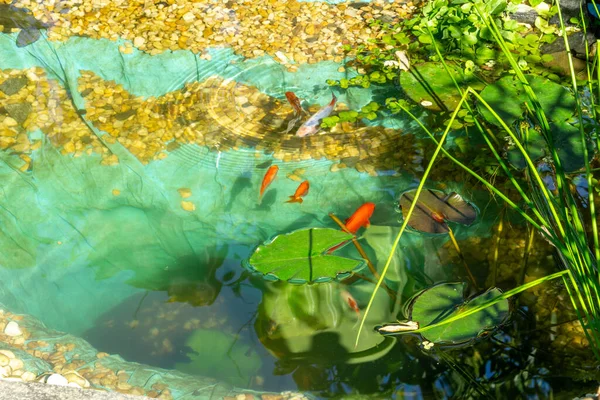 庭の池を魚します — ストック写真