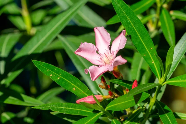 Oleander Nerium Oleander Ogrodzie — Zdjęcie stockowe